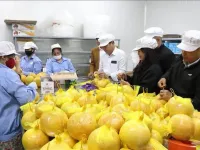 Hai Duong exports grapefruit to EU