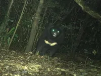 Rare Asiatic black bear found in Quang Tri nature reserve