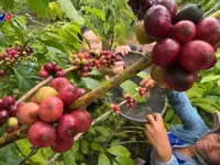 Agriculture sustains growth momentum in H1, strengthening foundation for green development