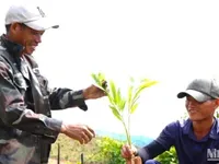 Vibrant reforestation season in mountainous areas
