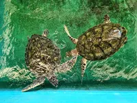 Marine workers, fishermen equipped with sea turtle rescue skills