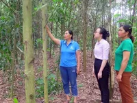 Policy credit support - leverage for poverty alleviation in Tuyen Quang