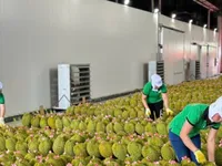 Vietnam’s fruit and vegetable exports on track to reach 7.2 billion USD