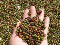 US emerges as biggest consumer of Vietnam's pepper