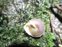 New land snail species discovered in Son Doong Cave
