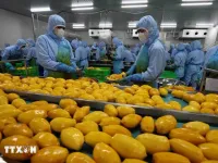 Lam Dong’s agricultural product exports reach nearly 40 million USD