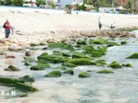 Nhon Hai’s moss-covered rock beach: A must-visit destination in Binh Dinh