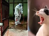 Ấn Độ lo ngại cúm gia cầm diễn biến phức tạp sau ca nhiễm virus H5N1 ở mèo