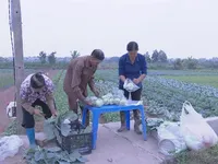 Ha Nam promotes connection for agricultural product consumption