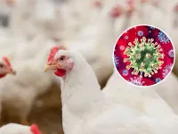 Mỹ: Xuất hiện ổ dịch cúm gia cầm H7N9 đầu tiên sau 8 năm