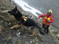 Chó cứu hộ: Những "người hùng" trong các vụ lở tuyết trên dãy Alps