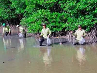 Blue carbon trend in Vietnam