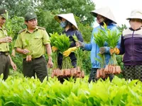 Benefits of economic forest planting in Phu Yen
