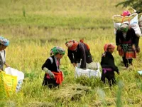 Quality of labour among ethnic minority workers