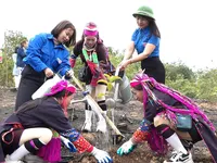 Quang Ninh restores forests devastated by Typhoon Yagi