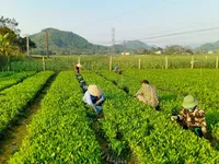 Sustainable forest management to combat climate change