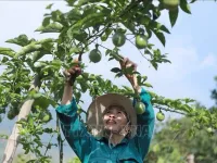 Major opportunities for Vietnamese agricultural product exports to enter Chinese market