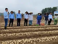 Nation enhances linkage and promotion of potato value chain