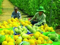 E-commerce to support farmers with market access