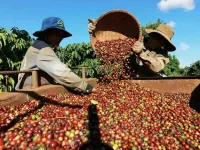 Vietnam’s coffee exports reach 4.2 billion USD in first five months
