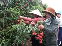 Thanh Ha lychee harvest and trade promotion launched in Hai Duong