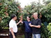 Luc Ngan to host lychee tourism festival