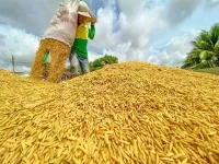 Vietnam’s rice export prices fall nearly 19% despite growing volume