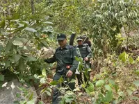 Viet Nam classified as low risk under EU anti-deforestation regulation