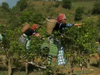 H’Mong ethnic people: Preserving roots to reach new heights