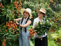 Lychee season draws tourists to Bac Giang
