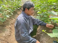 Applying Integrated Plant Health Management for green agriculture