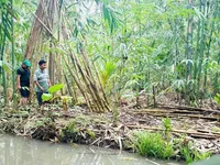 Promoting bamboo-based green economy and value chains