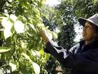 Vietnam sees opportunities to boost spice exports