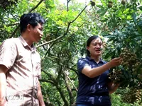 Hung Yen turns longan harvest into tourism opportunity
