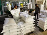 Vietnam’s rice exports remain stable despite import pauses by Philippines, Indonesia