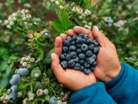 Polish blueberries set to reach Vietnamese consumers