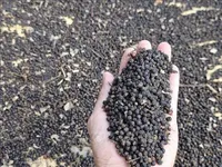 Pepper export turnover surge 27.6% in nine months