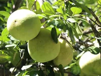 Vietnamese pomelos gain broader access to Australian market