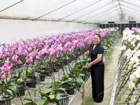 Hanoi promotes hi-tech flower farming for green growth