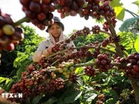 Coffee exports likely to exceed 8 billion USD this year
