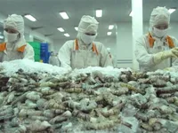 Vietnam earns 1.1 billion USD from shrimp exports to China