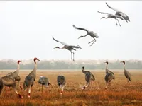 Dong Thap boosts conservation, ecotourism development at Tram Chim National Park