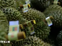 Durian export revenue grows to fresh new highs