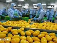 Fruit, vegetable exports post successive breakthroughs