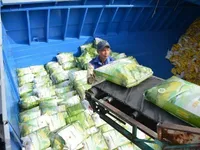 Vietnam to proactively reduce rice exports from 2026