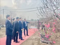 Nhat Tan peach blossom festival celebrates capital’s traditional craft