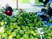 Hanoi’s agricultural exports surpass 2 billion USD in 2025