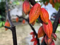 Vietnam looks to shape quality cocoa brand on global map