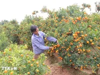 Tet bloom markets: rising demand, stable prices