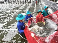 Vietnam's shrimp exports gain dual boost from key markets
